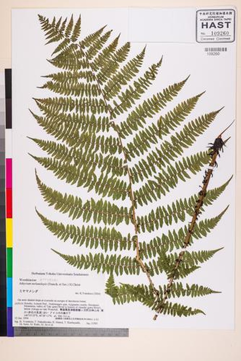 Athyrium melanolepis photo 4