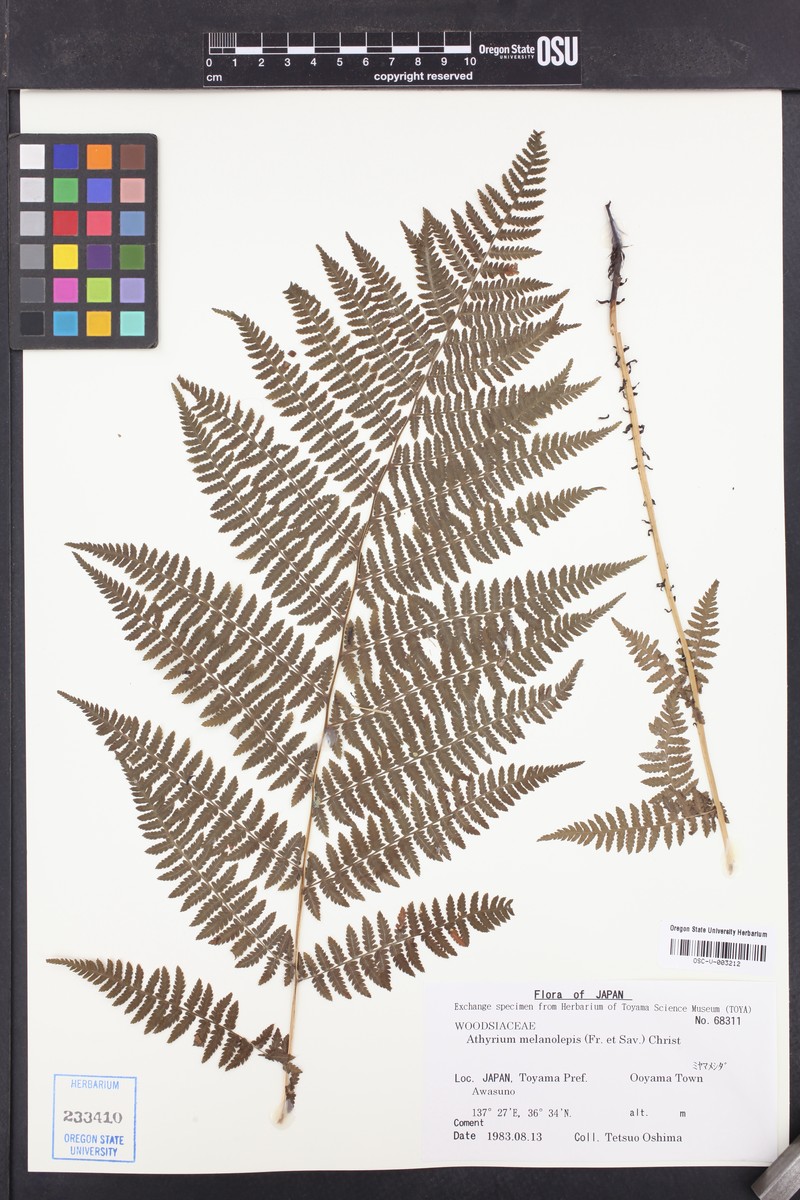 Athyrium melanolepis photo 5