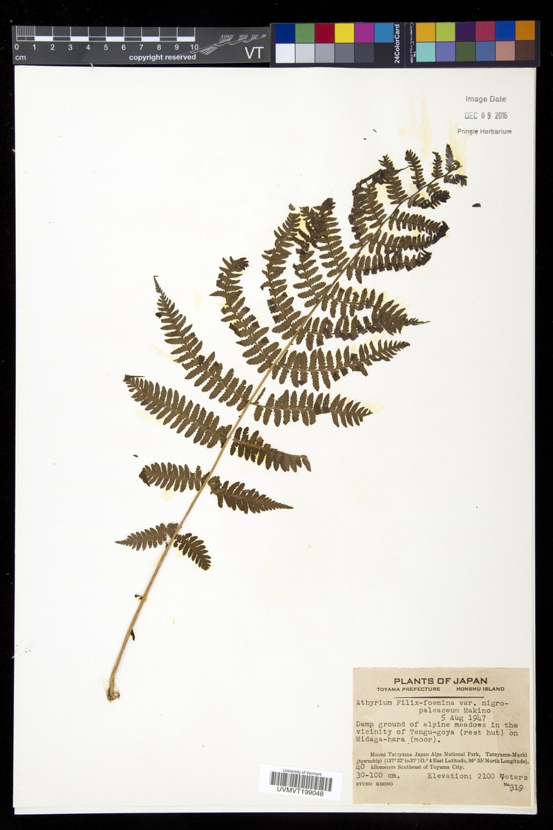 Athyrium melanolepis photo 6
