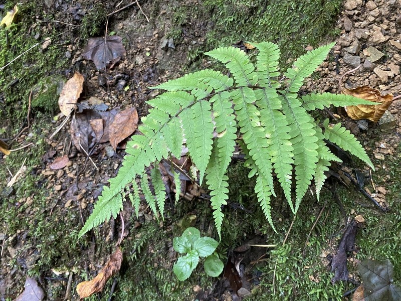 Athyrium mengtzeense