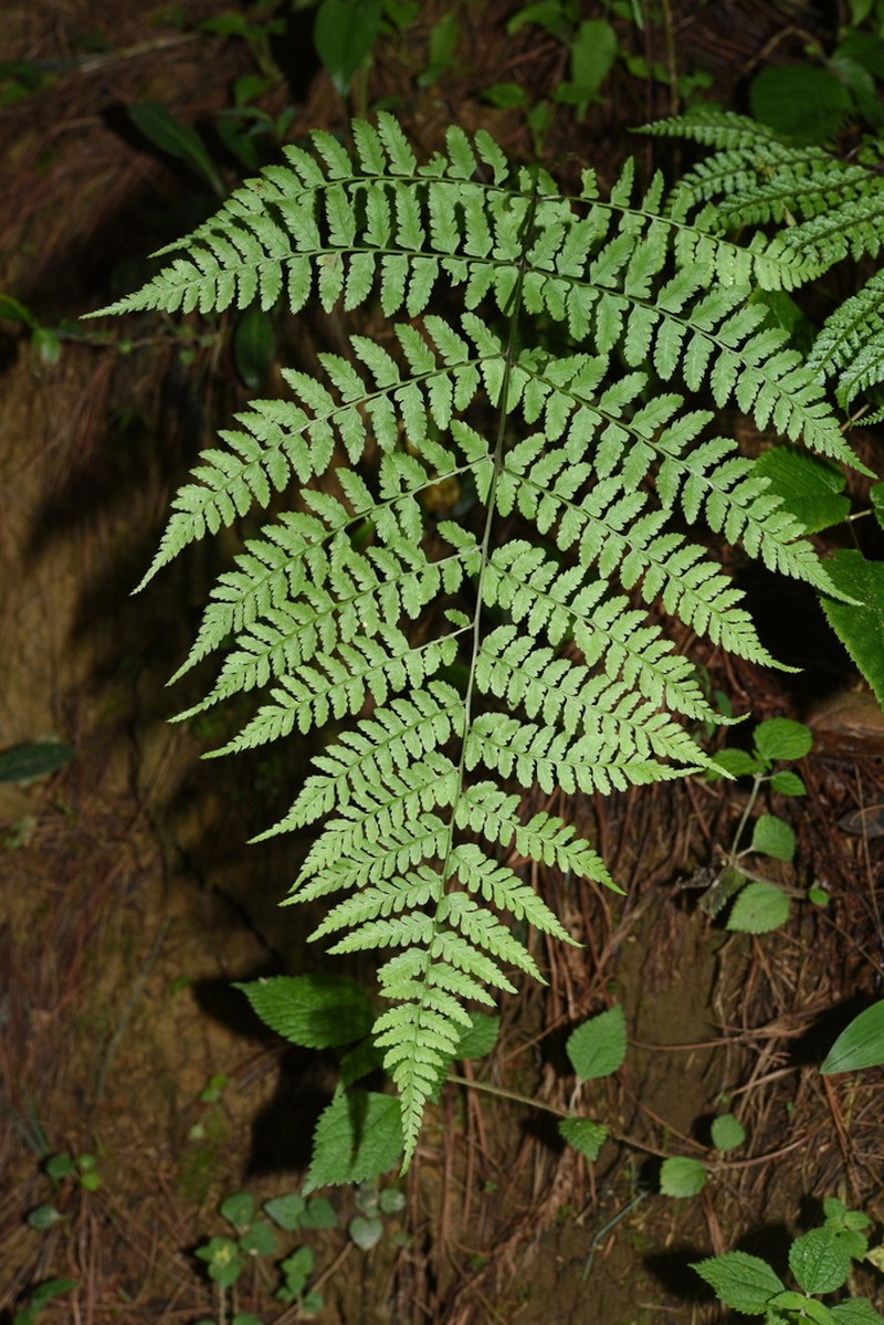 Athyrium mengtzeense photo 2