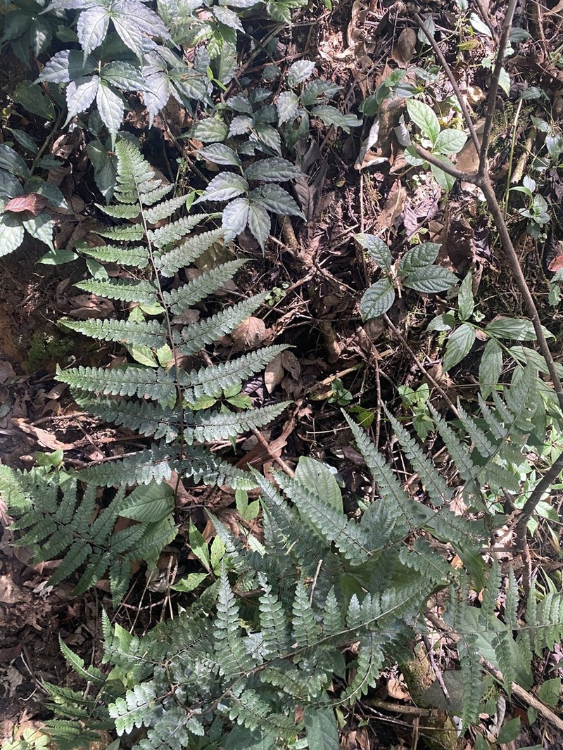 Athyrium mengtzeense photo 3