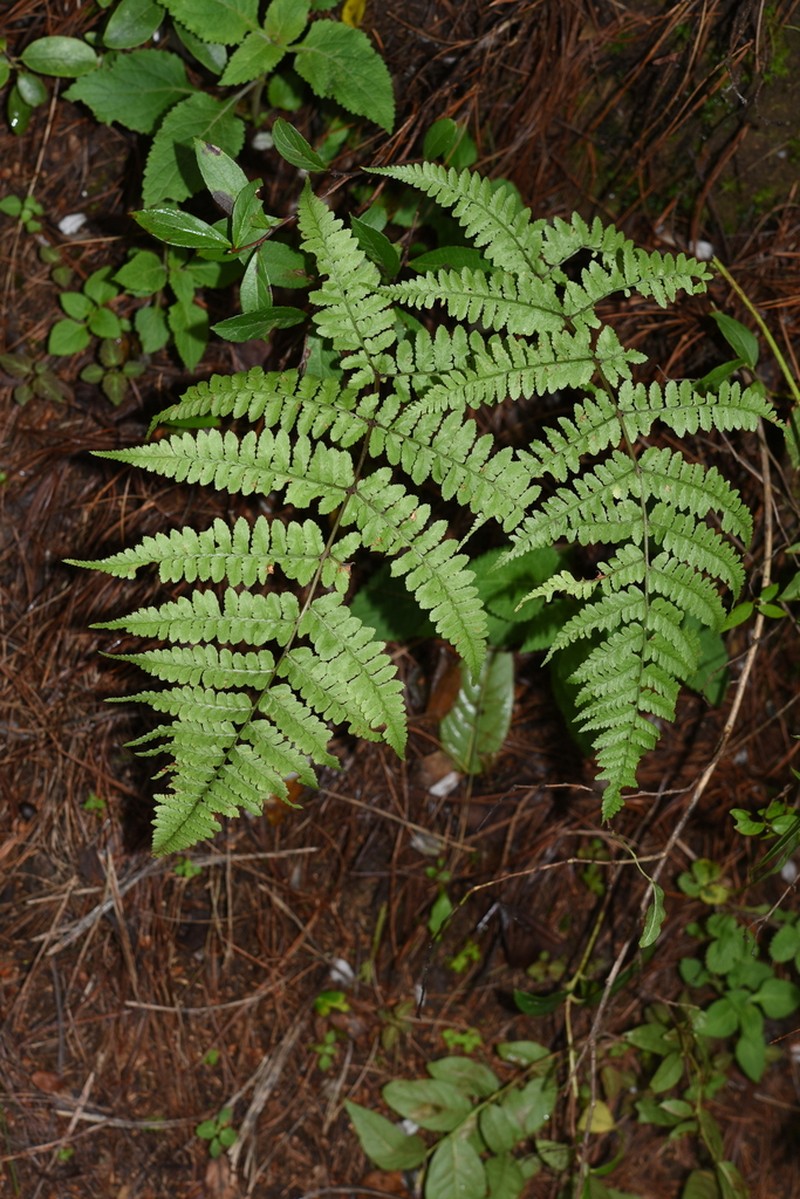 Athyrium mengtzeense photo 4