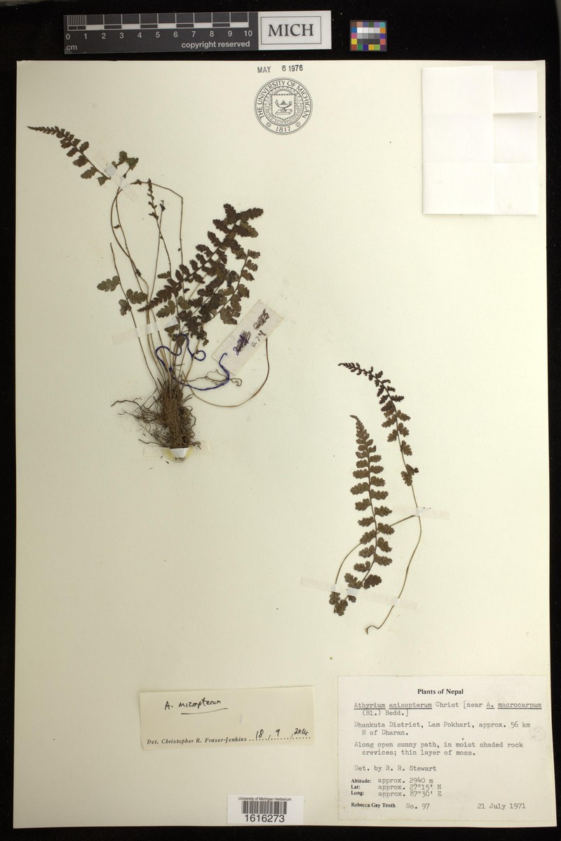 Athyrium micropterum