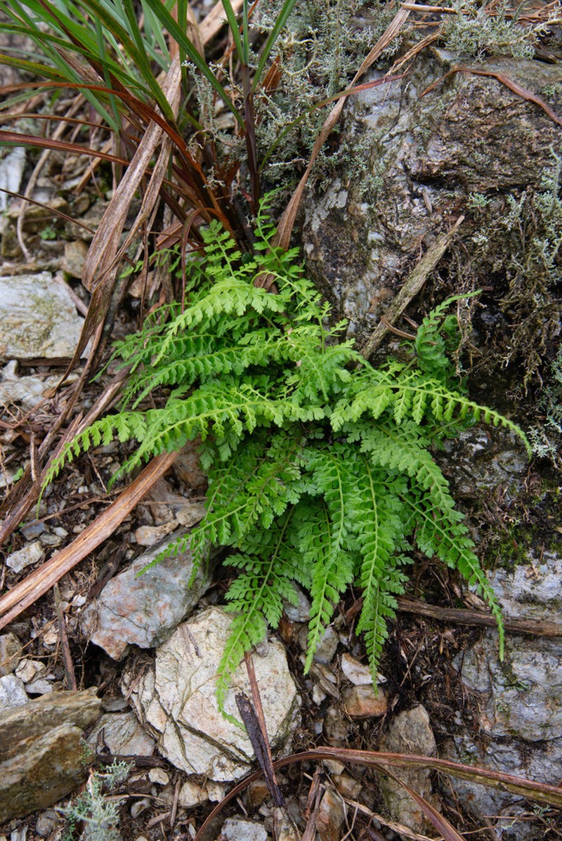 Athyrium minimum
