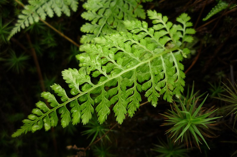 Athyrium minimum photo 2