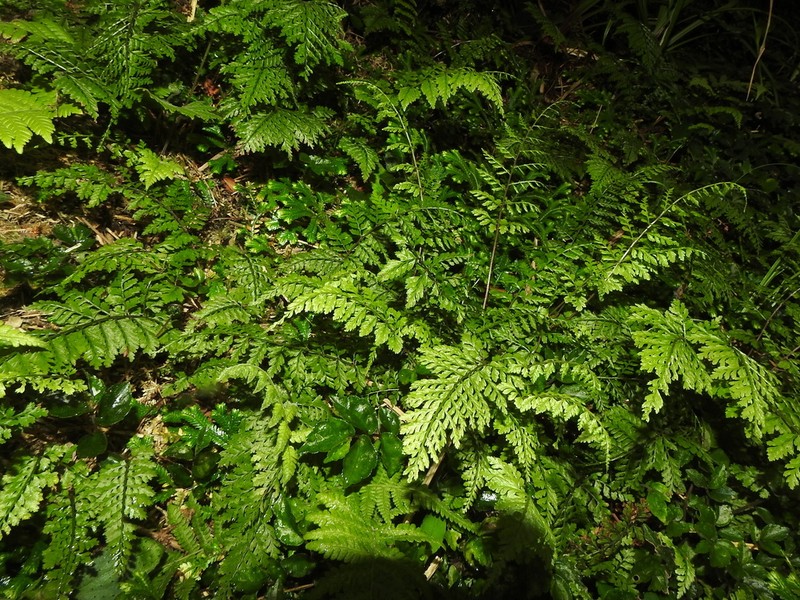 Athyrium minimum photo 3