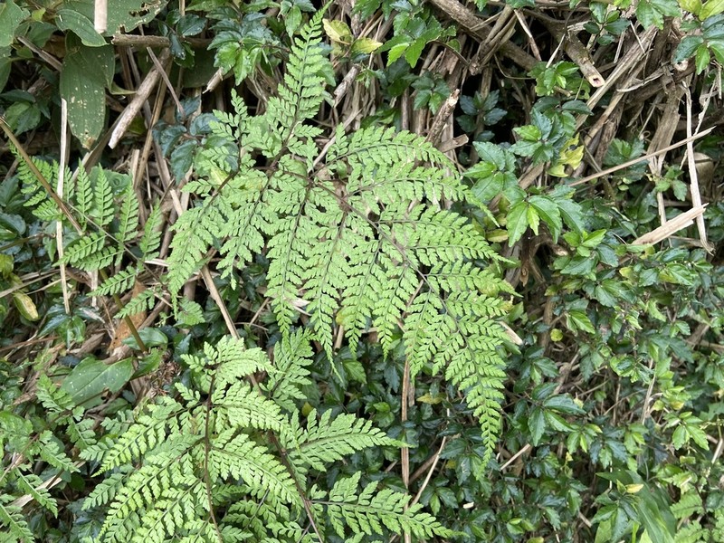 Athyrium minimum photo 4
