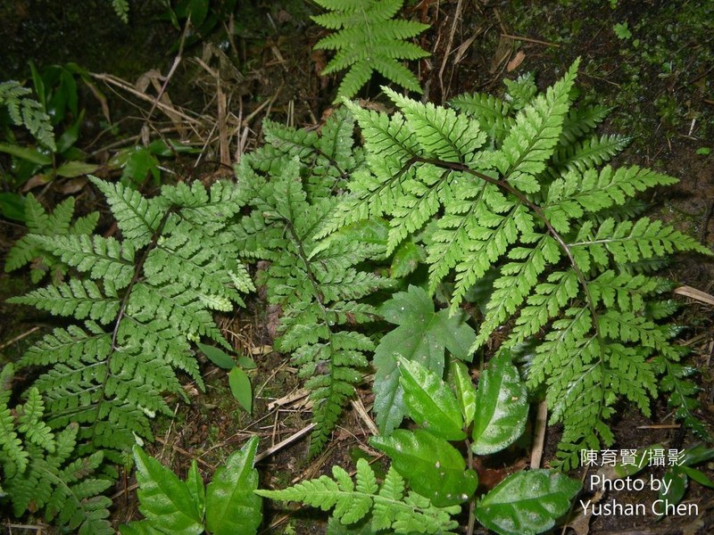 Athyrium minimum photo 5