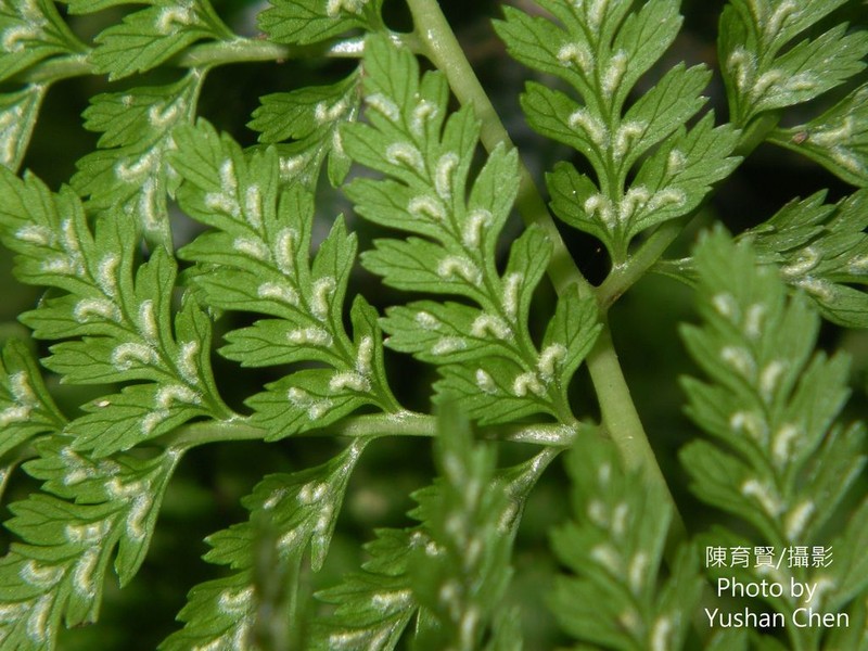 Athyrium minimum photo 6
