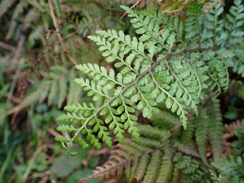 Athyrium minimum photo 7