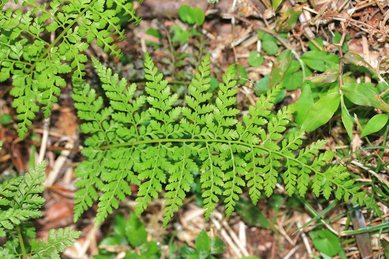 Athyrium minimum photo 8