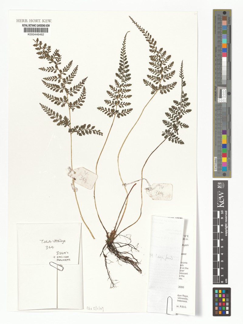 Athyrium minutum