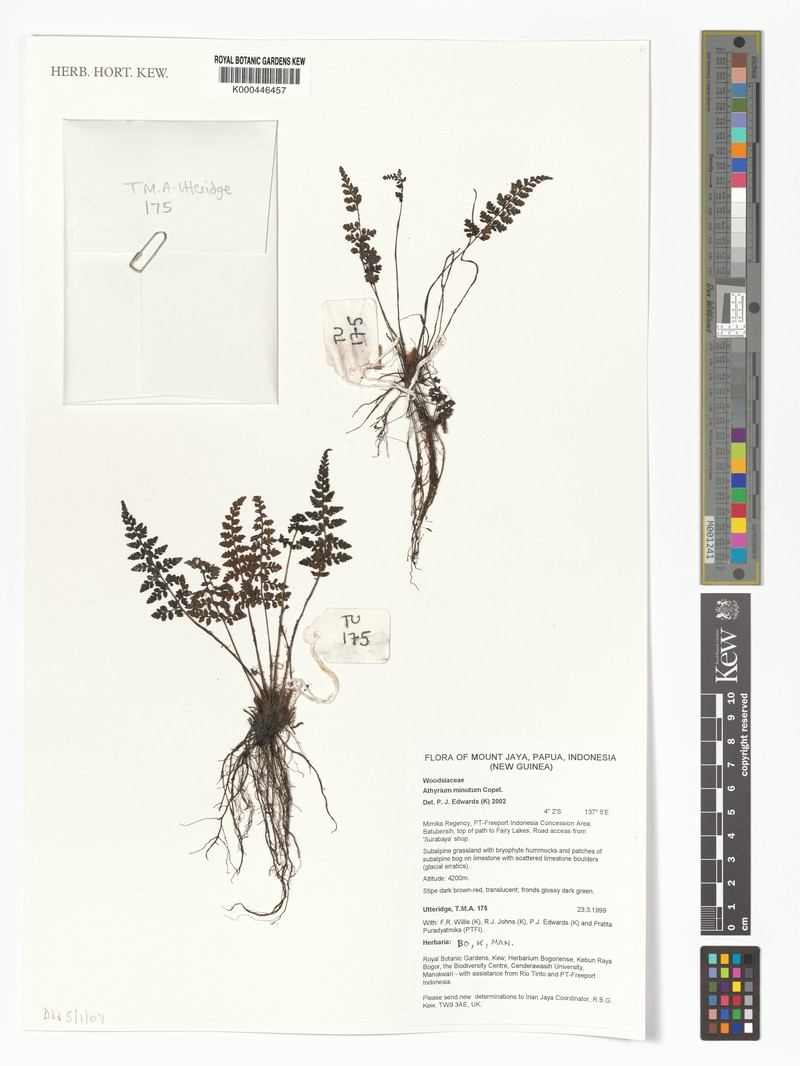Athyrium minutum photo 2