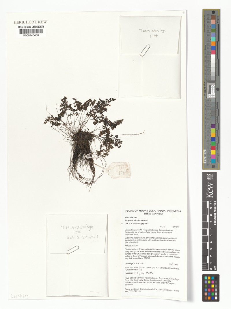 Athyrium minutum photo 4