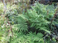 Athyrium monomachii