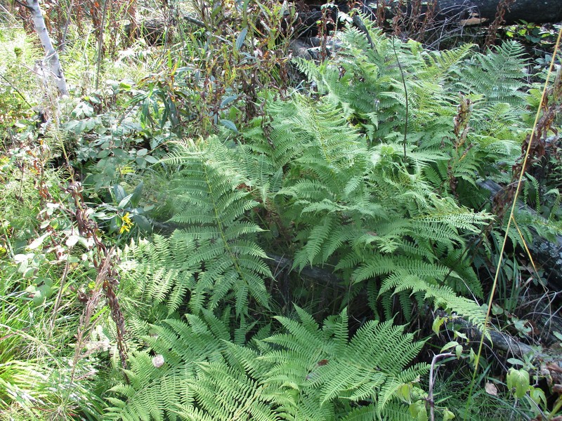 Athyrium monomachii