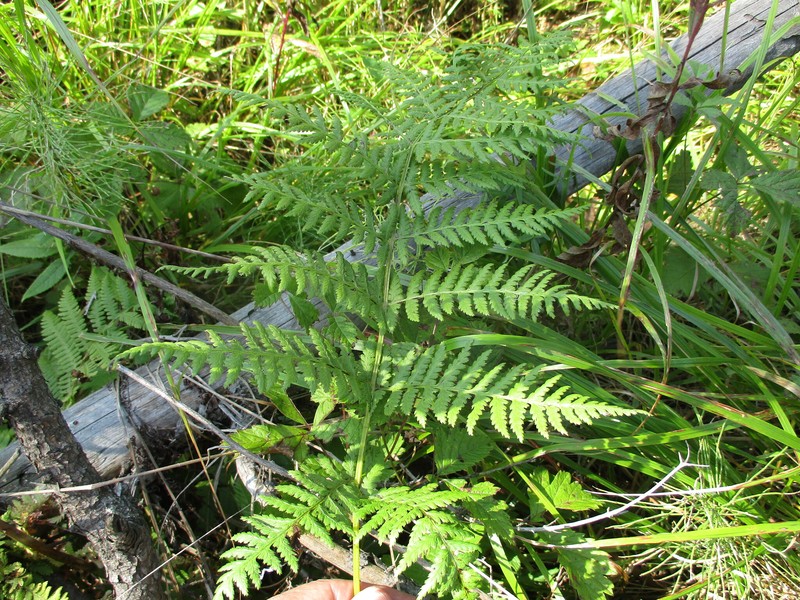 Athyrium monomachii photo 2