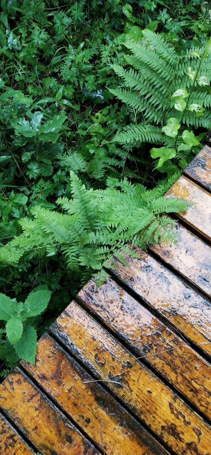 Athyrium monomachii photo 3