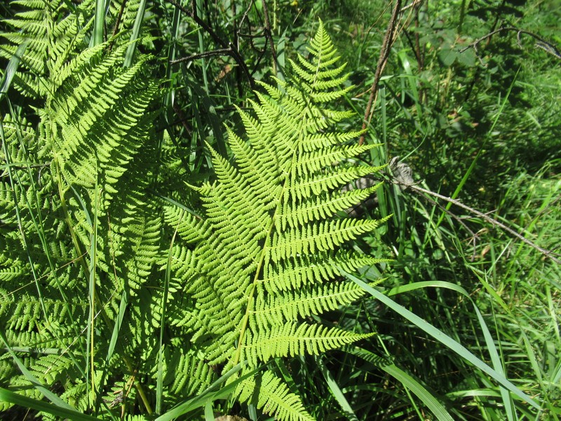 Athyrium monomachii photo 4