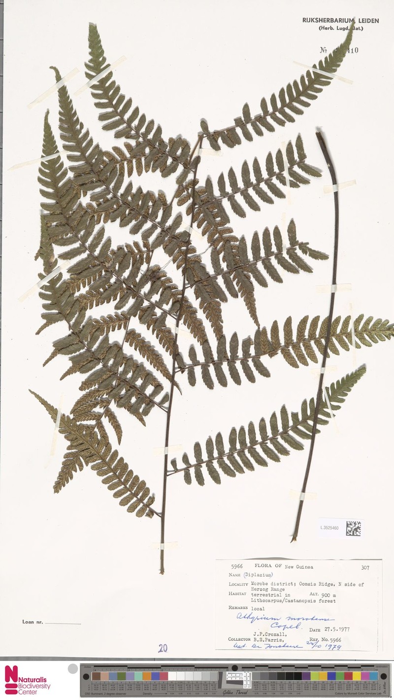 Athyrium morobense