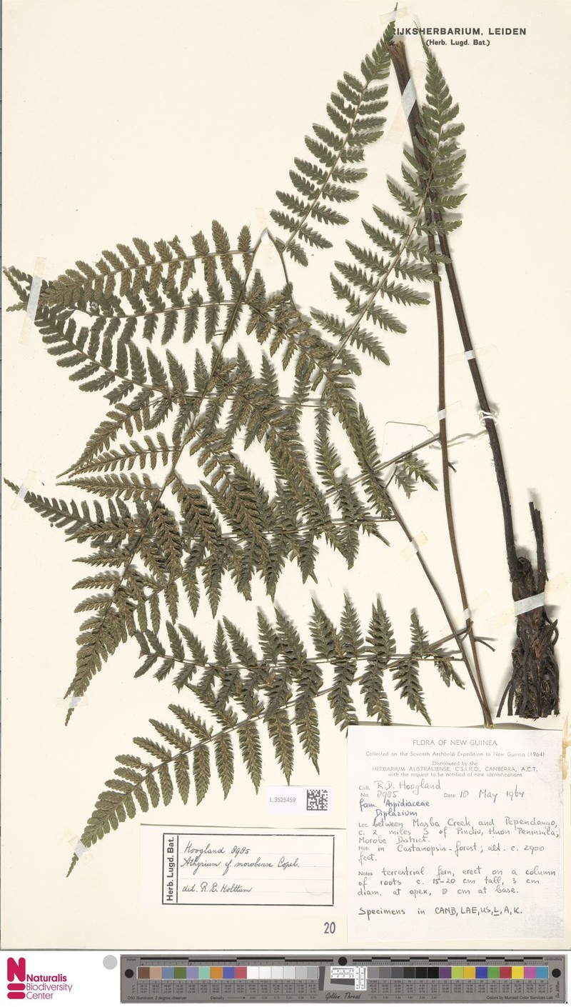 Athyrium morobense photo 2