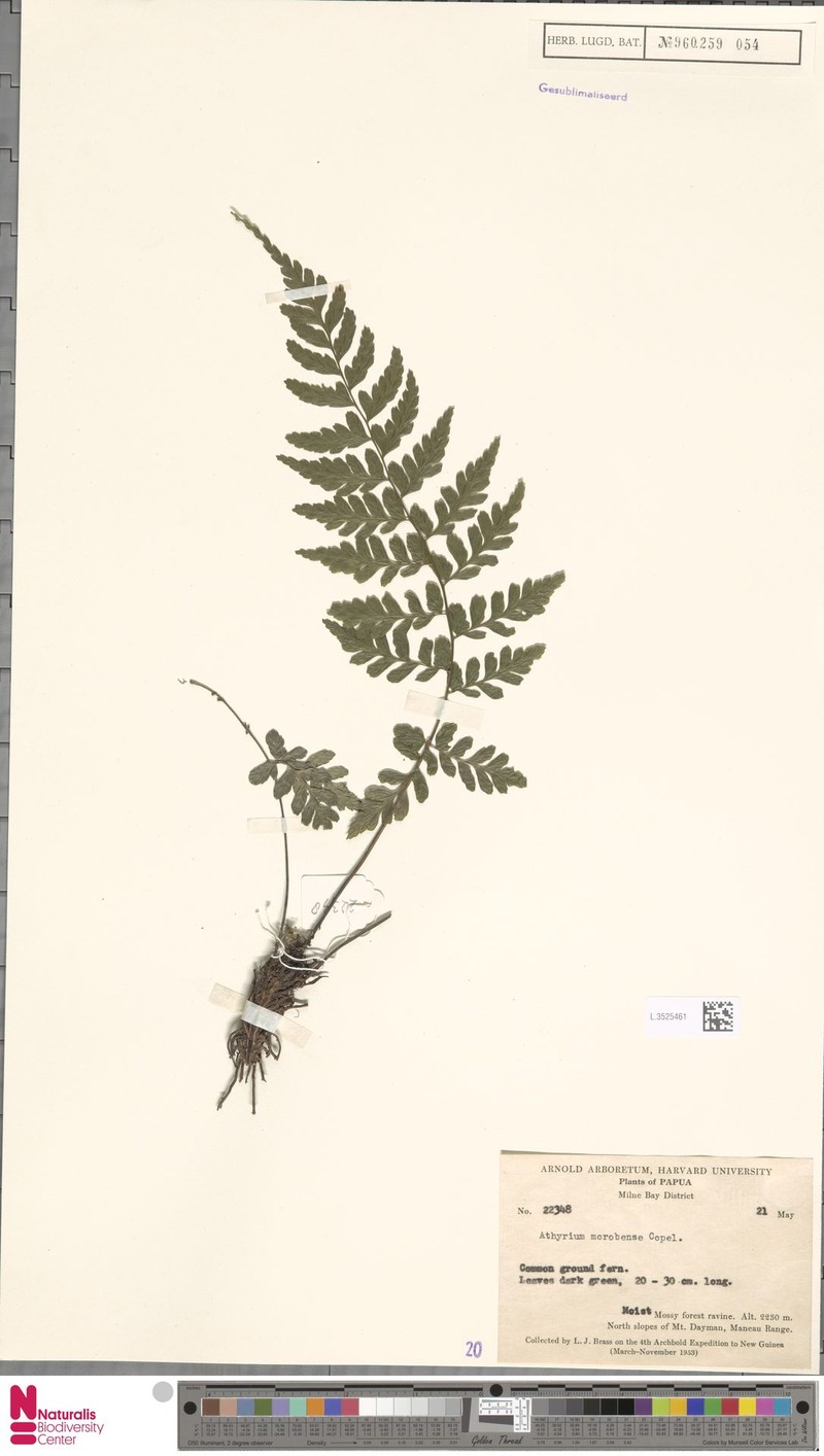 Athyrium morobense photo 3