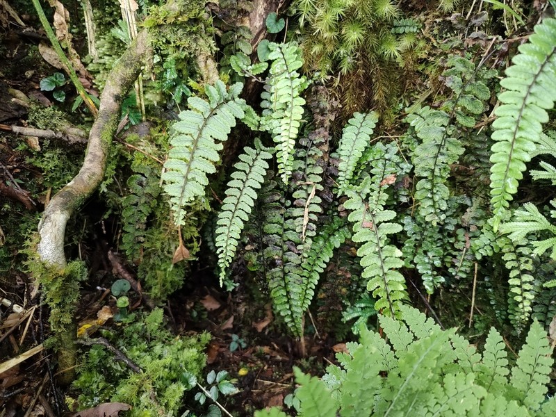 Athyrium nakanoi photo 2