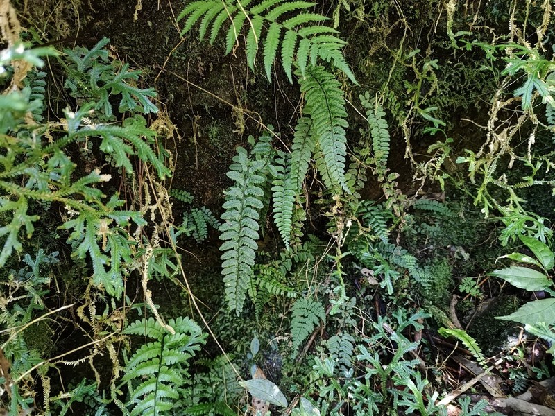 Athyrium nakanoi photo 3