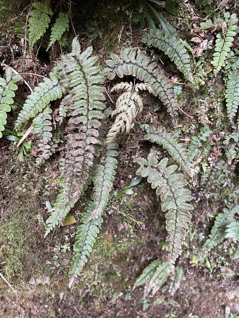 Athyrium nakanoi photo 4