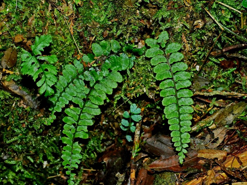 Athyrium nakanoi photo 5