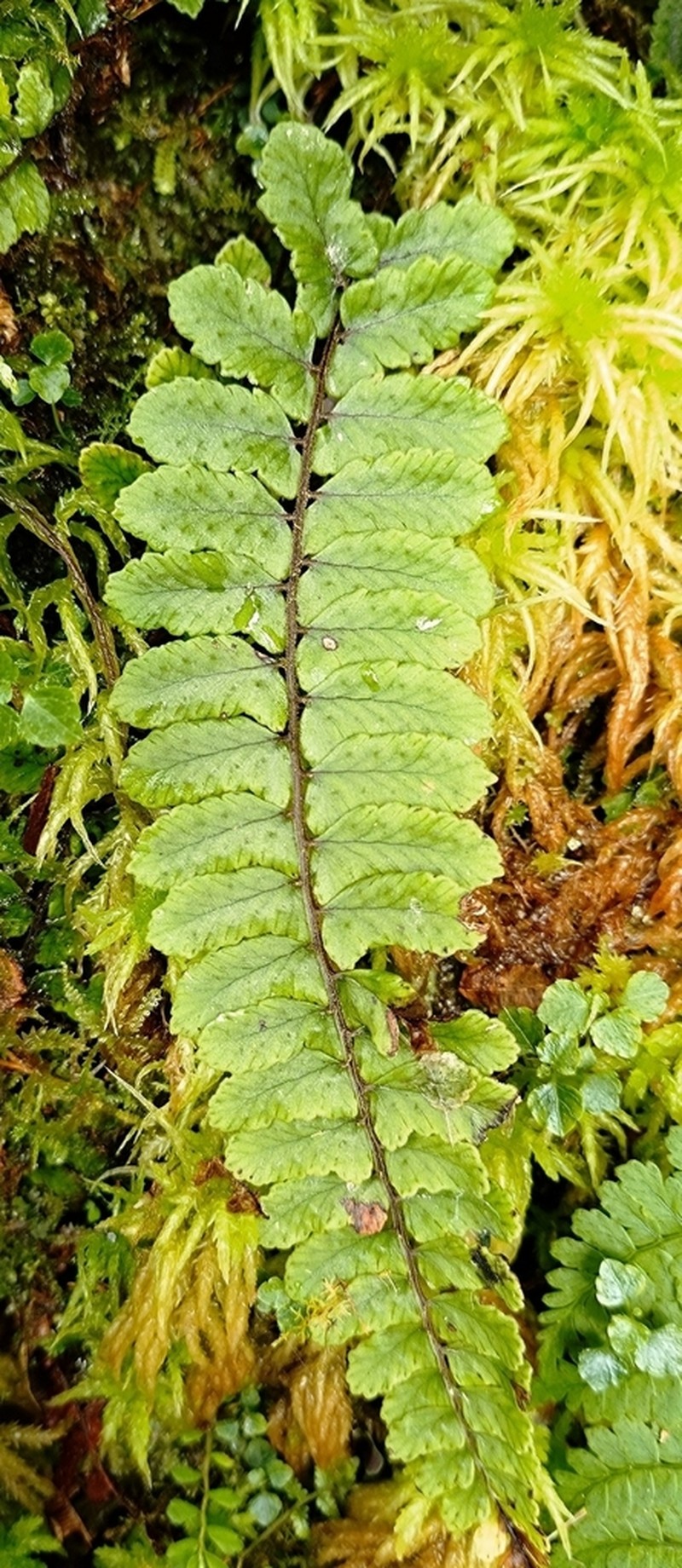 Athyrium nakanoi photo 6