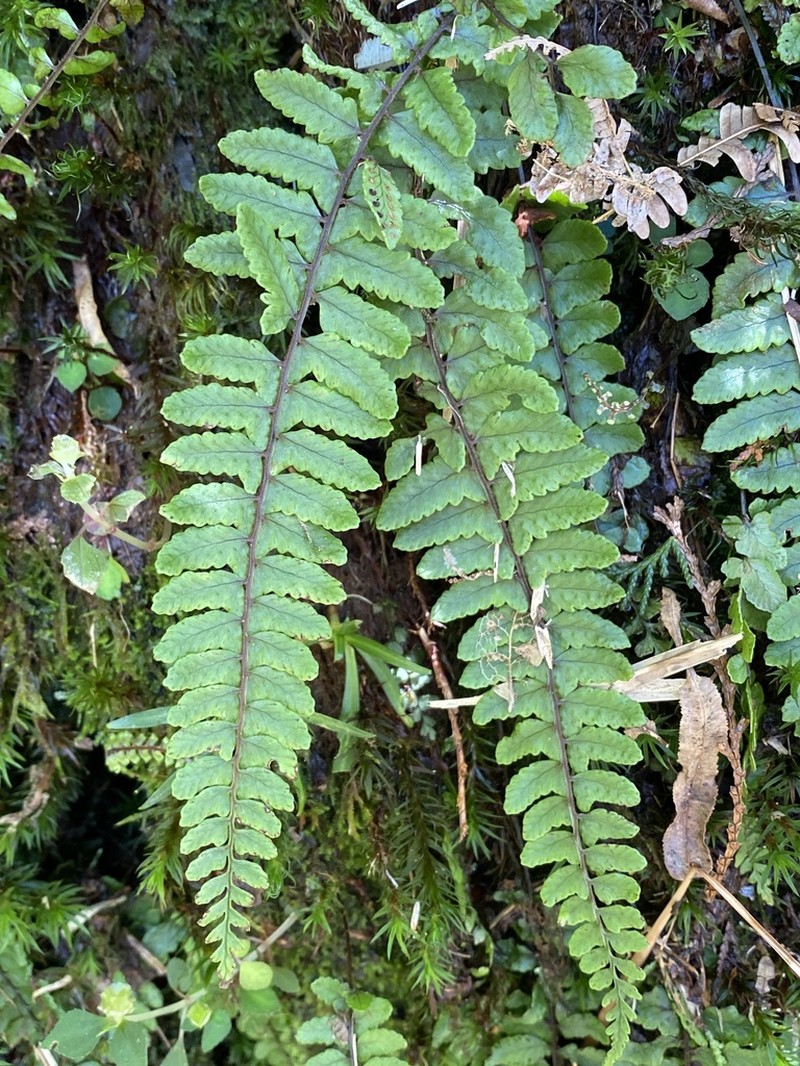 Athyrium nakanoi photo 8