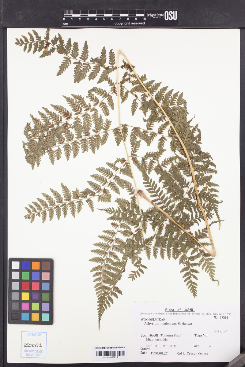 Athyrium neglectum