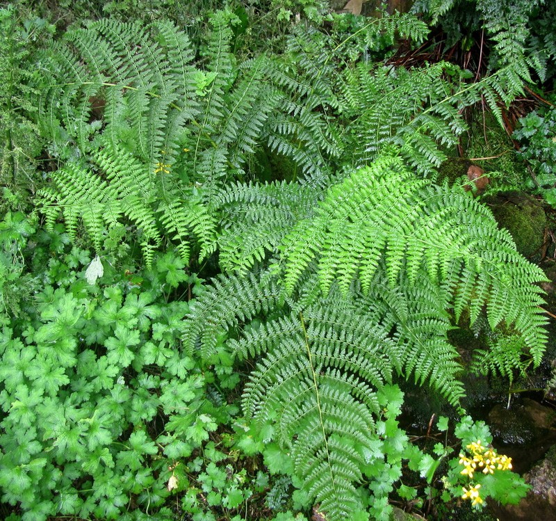 Athyrium newtonii
