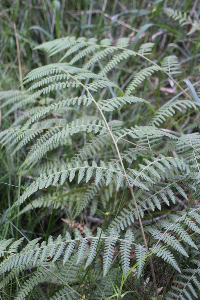 Athyrium newtonii photo 2