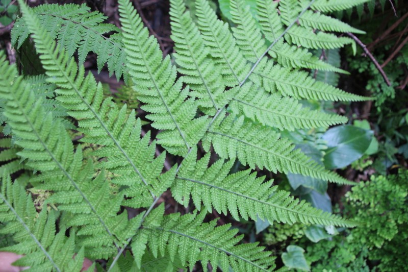 Athyrium newtonii photo 3