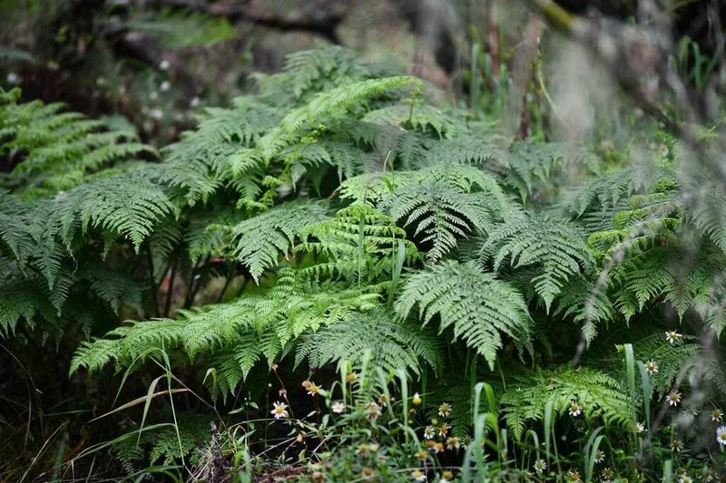 Athyrium newtonii photo 4
