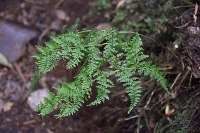 Athyrium newtonii photo 5