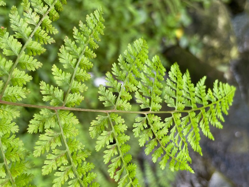 Athyrium newtonii photo 6