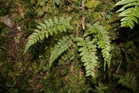Athyrium nigripes