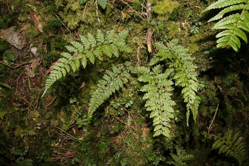 Athyrium nigripes