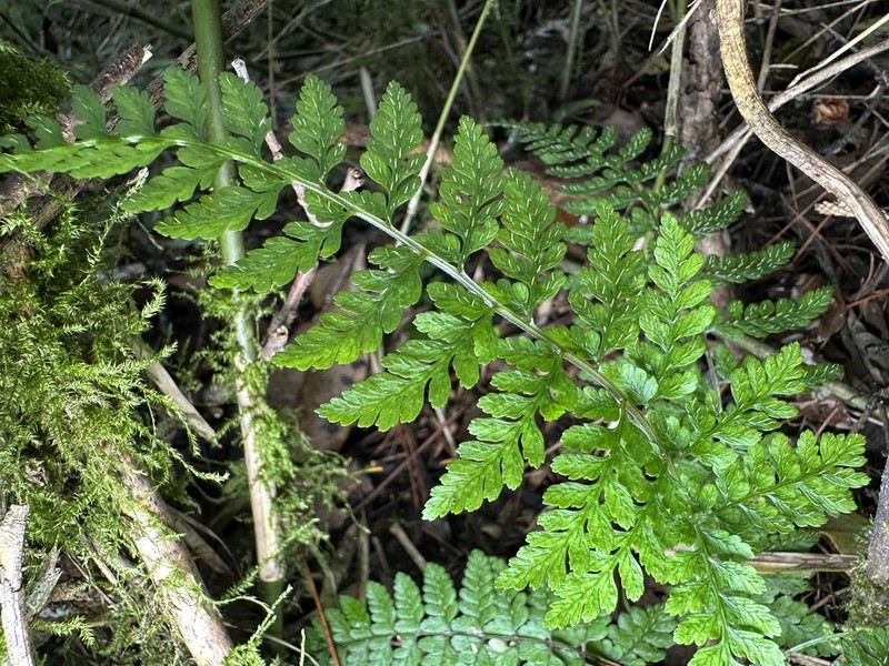 Athyrium nigripes photo 2