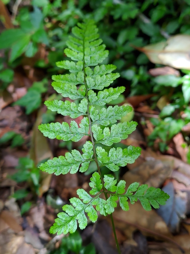 Athyrium nigripes photo 3