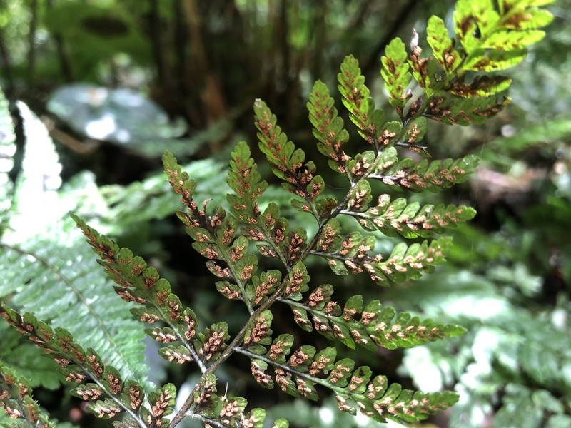Athyrium nigripes photo 4