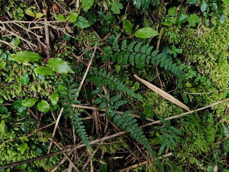 Athyrium nigripes photo 5