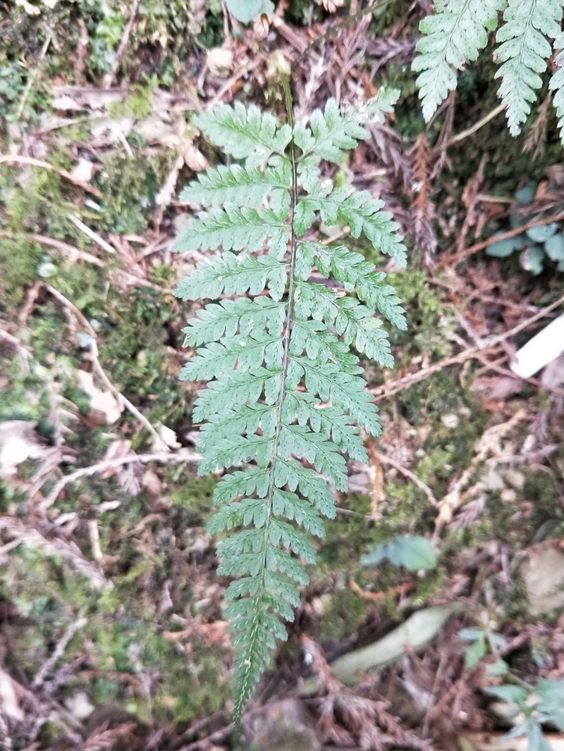 Athyrium nigripes photo 6