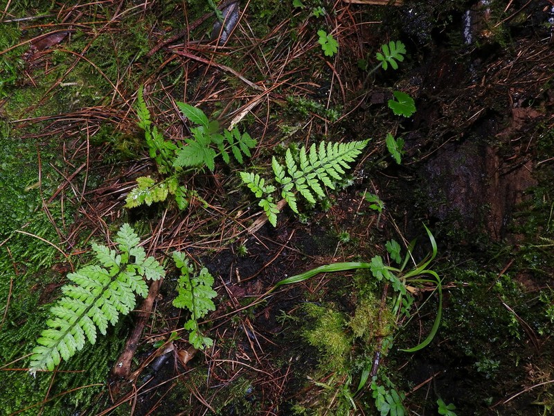 Athyrium nigripes photo 7