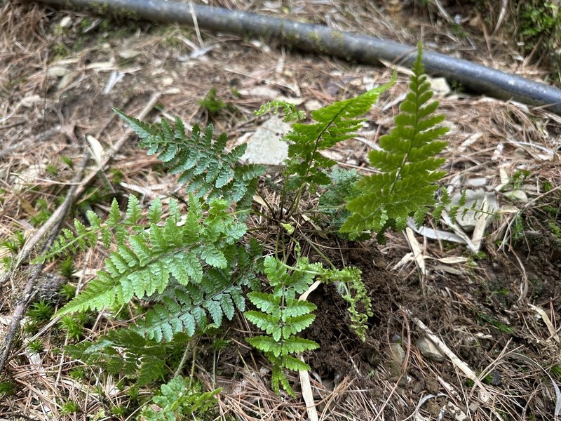 Athyrium nigripes photo 8