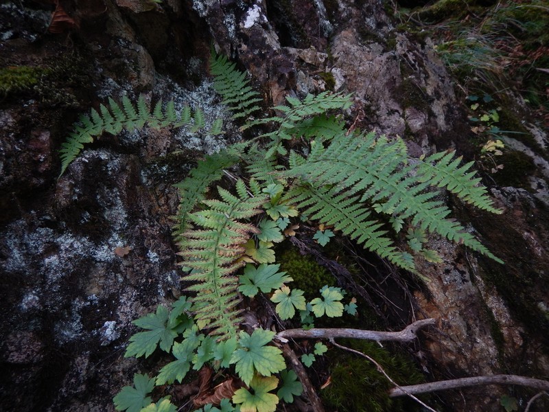 Athyrium nikkoense
